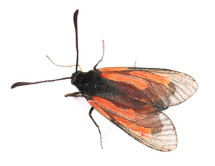 Black orange winged insect isolated on white background