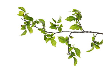 Green elm tree twig with leaves isolated on white background with clipping path