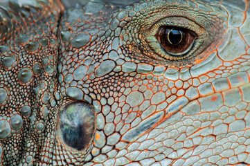 close up of iguana