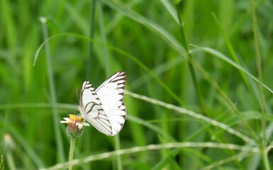 The way of life of butterlies in the daytime