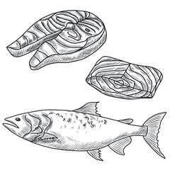 Wall Mural - Hand drawn collection of salmon fish