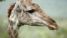 Giraffe In Profile Turns Head To Look At Camera And Back To Side, Closeup