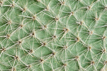 Macro Photo Cactus Needles Surface Pattern Background, Close-up View.