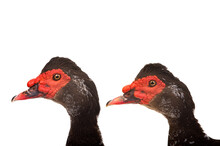 Two Portrait Brown (Cairina Moschata) Duck Isolated On White Background