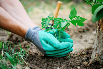 Planting tomatoes close-up care for seedlings. Gardener growing and cultivating sprouts in the greenhouse. Rake and shovel. Row of the plants of vegetables..