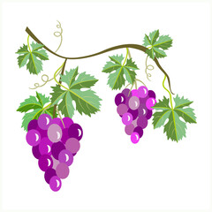 Grape berries with vine leaves,  pattern.