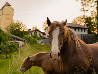 Two horses on a meadow with old farm houses and buildings in the background - one horse is looking straight at the camera while the other is grassing - nice orange warm lighting