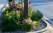 bed of colorful prairie flowers in an urban environment attractive to insects and butterflies, mulched by gravel. on the corners of the essential oil large boulders against crossing the edges 