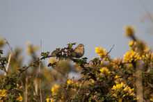 A Single Wren (Troglodytes Troglodytes) At The Top Of A Gorse Bush With Yellow Flowers And A Blue Sky