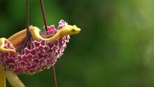 A Yellow Snake (Bothriechis Schlegelii Or Eyelash Viper), Resting Inside A Hoya Carnosa Flower. Copy Space On The Right.