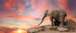Elefant auf Felsen bei Sonnenuntergang