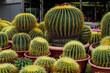 © Akmalism - Beautiful cactus in the garden at Cameron Highland, Pahang.
