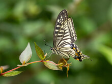 Closeup Of A Beautiful Chinese Yellow Swallowtail (Papilio Xuthus) Butterfly Sitting On The Plant