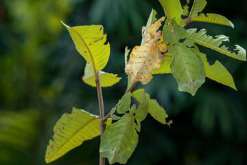 Wall Mural - Dead leaf mantis. praying mantis that mimic dead leaves.