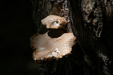 A Beam Of Light Falls On A Forest Mushroom Growing On A Tree. Close Up.