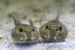 Two tadpoles of common water frog  in the pond