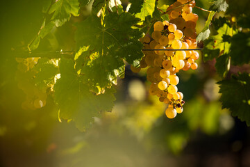  Grappe de raisin blanc Chardonnay dans les vignes avant les vendanges.