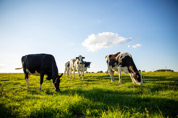 Wall Mural - Troupeau de vaches laitière en campagne, au printemps.