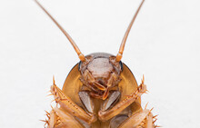 Close-up Cockroach, Straight Face 