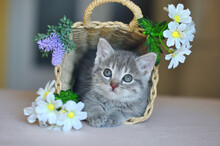 Cute Little Gray Kitten Sitting In A Wicker Basket