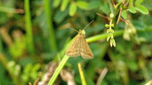 Brown Skipper Butterfly On A Blade Of Grass In A Field In Cotacachi, Ecuador