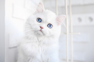 Wall Mural - white fluffy kitten with blue eyes close up portrait indoors