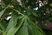 Closeup Of Fresh Green Chestnut Leaves In The Spring