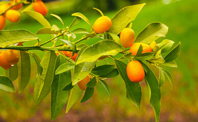 Branch with delicious oranges. Orange tree. Orchard. Citrus tree.