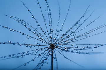 Wall Mural - Background of dandelion with water drops.