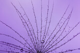 Fototapeta Dmuchawce - Background of dandelion with water drops.