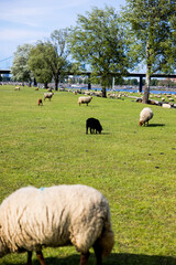 Wall Mural - Flock of sheep grazing in green field