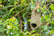 Nature Wildlife Image Of Baya Weaver Bird Nest Hanging On Tree