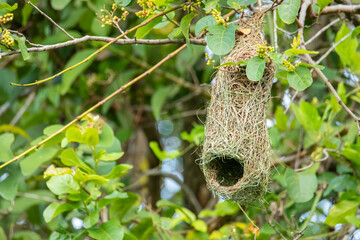 Nature wildlife image of Baya weaver bird nest hanging on tree