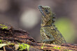 Nature wildlife image of rare species lizard Gonochepalus Bornensis on deep forest jungle.