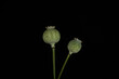 two fresh green poppy seed heads isolated on a black background