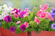 Closeup macro of pink or purple surfinia flowers in bloom pot in summer. Background of group blooming petunia surfinia. Colorful decorative flowers on the balcony.