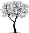 © makar - Sketch of silhouette single deciduous bare tree in winter season