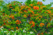 Red Flame Tree  Moorea Tahiti