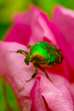 Cetonia Beetle On A Wild Rose Flower.