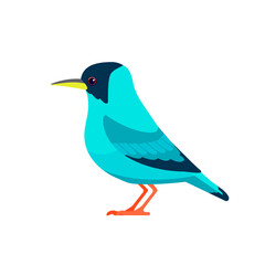 Green honeycreeper is a small bird in the tanager family. Chlorophanes spiza. Exotic blue Bird Cartoon flat style beautiful character of ornithology, vector illustration isolated on white