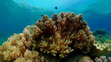 Fototapeta Do akwarium - Underwater fish garden reef. Reef coral scene. Coral garden seascape. Philippines.