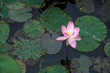 Lotus flower in the pond with green floating leaves