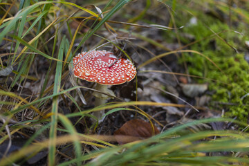 Close up for fly agaric mushroom in green grass, Austrian Alpine mountains