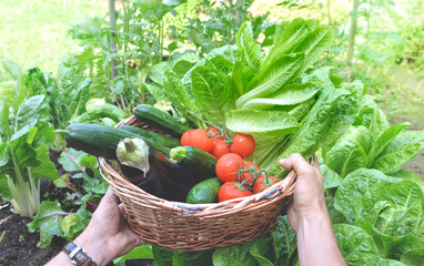 Wall Mural - man holding a basket filled with freshly picked seasonal vegetables in the garden