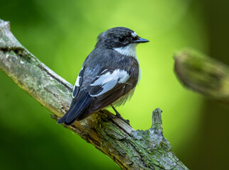 Wall Mural - Pied flycatcher