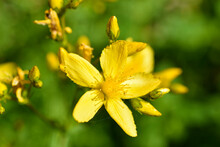 Yellow Flower Of St. John's Wort Holed Or St. John's Wort Ordinary Lat. Hypéricum Perforátum