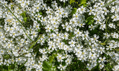 Sticker - white flowers blooming in spring