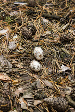 Two Bird Eggs In The Forest On The Ground Among Pine Needles And Cones