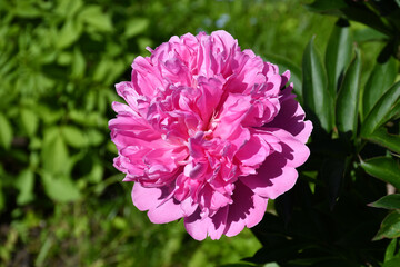 Wall Mural - beautiful blooming pink peony flower close-up in the garden on a sunny day.