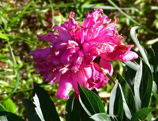 Wall Mural - a fading pink peony flower in the garden on a blurry green background. flaccid, darkening petals. ol